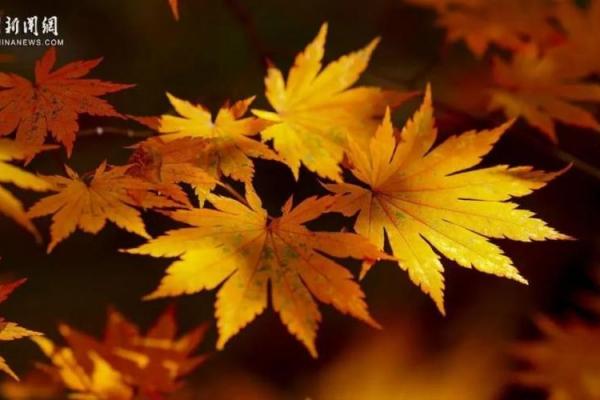 9月13号黄道吉日解析:这些运势秘密藏不住了! 9月13号黄道吉日解析:这些运势秘密藏不住了!