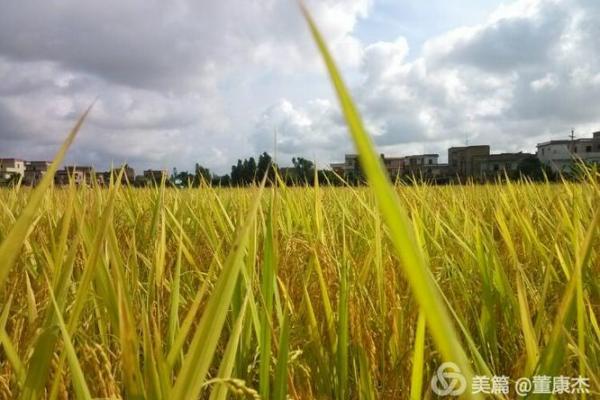 2024年春天开犁种地黄道吉日指南:选对时辰,丰收有望! 2024年春天开犁种地黄道吉日指南:选对时辰,丰收有望!